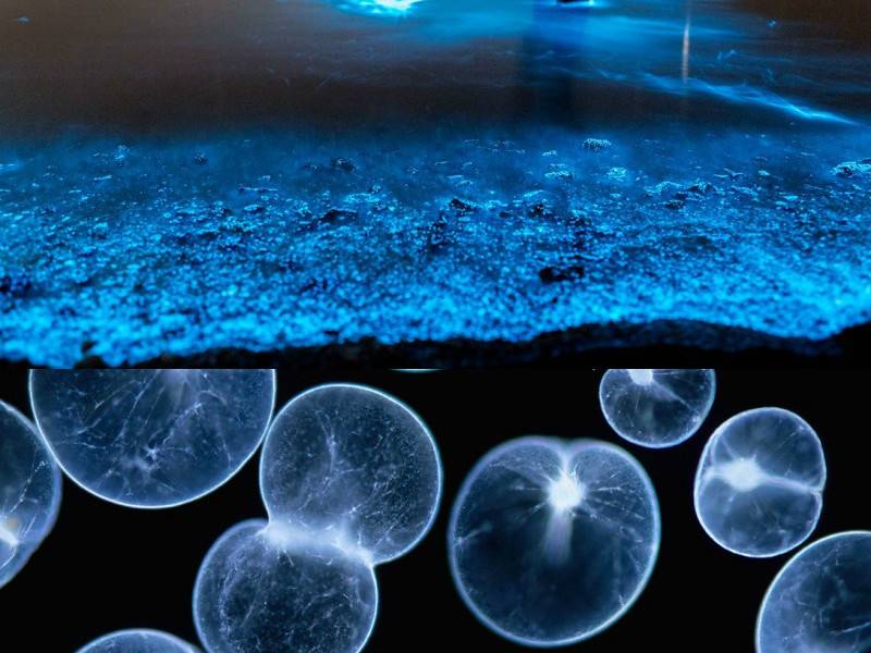 在黑夜海裏閃閃發光的藍眼淚，其實就是由夜光藻（Noctiluca scintillans）所組成，因為它們細胞內含有螢光素，當受到刺激如急浪或被觸碰時，就會發出藍光。