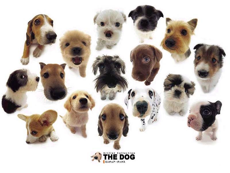 卡通人物 卡通 大頭狗，2000年在日本出產的玩具品牌，曾在日本創下超過3億日元的銷售額。大頭狗的角色品種繁多，當中包括鬥牛犬、拳師犬、史纳莎等等。