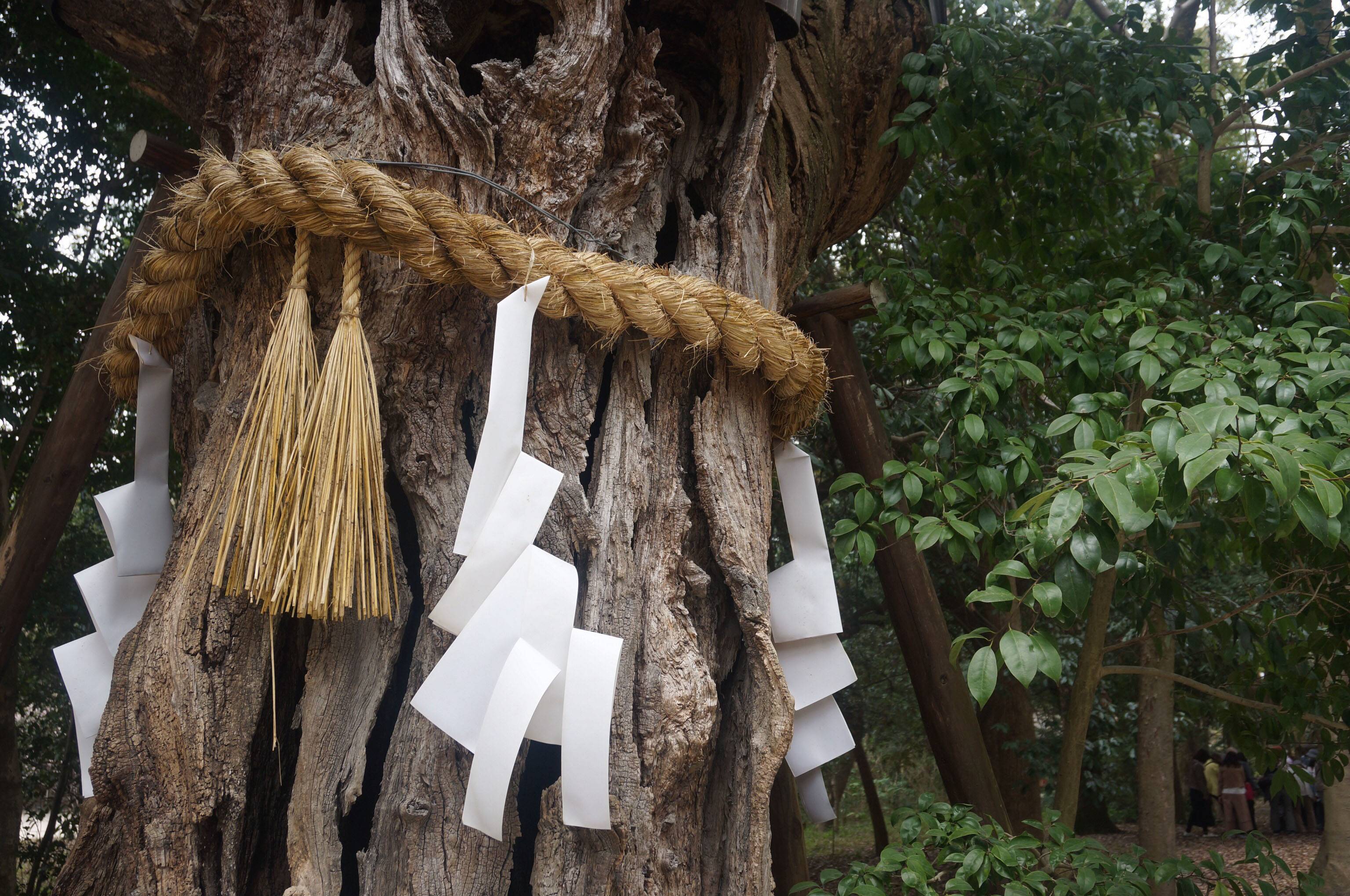 日本神社禁忌 綁上注連繩，表示這是不可隨便碰觸的御神木