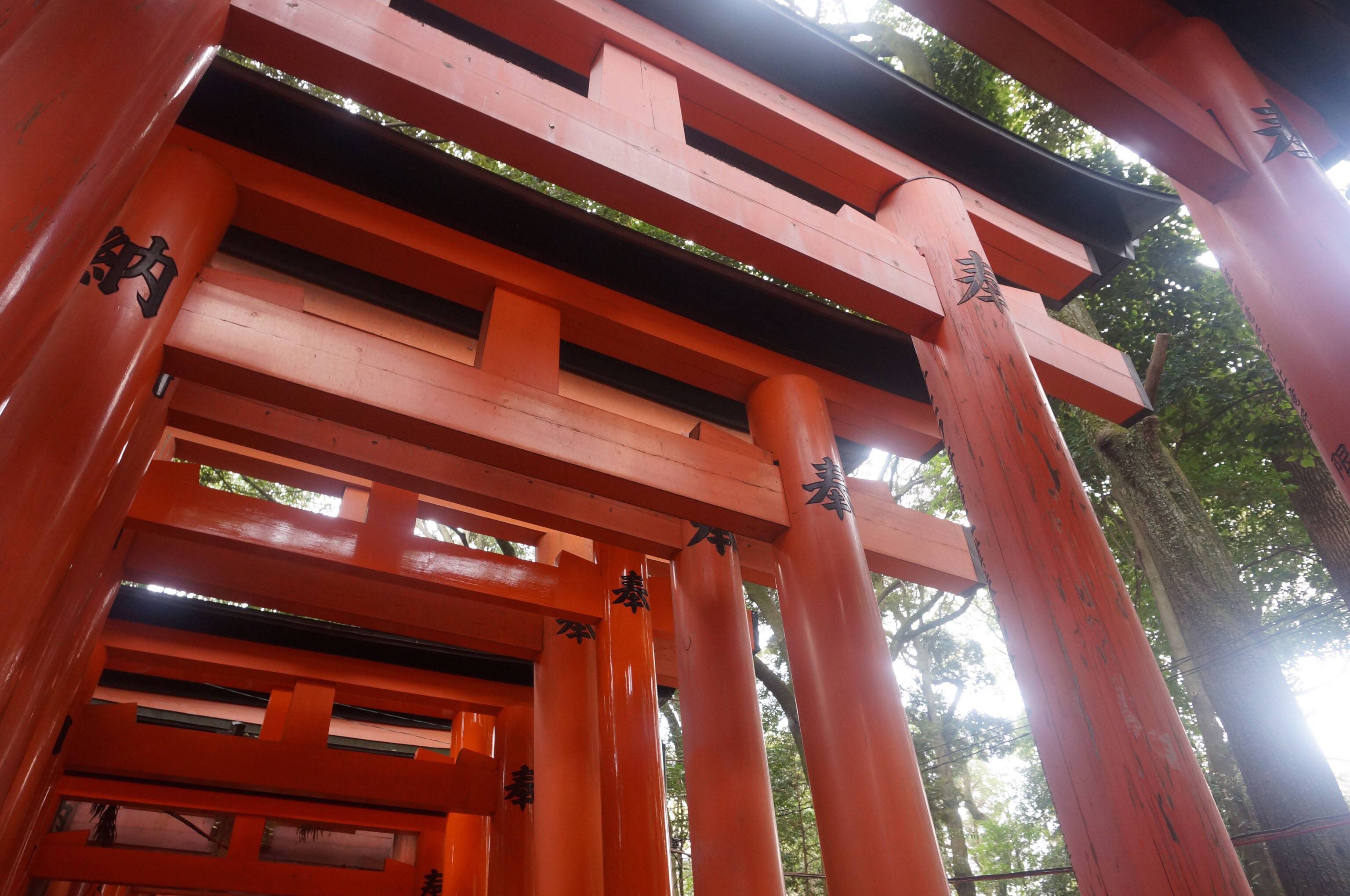 日本神社禁忌 走過鳥居，進入神的世界