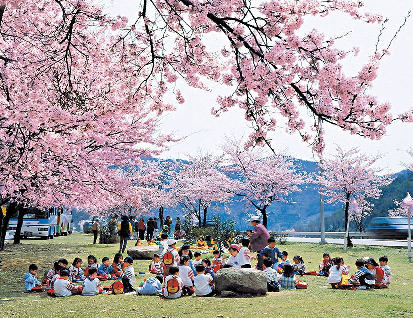 韓國櫻花 雖然從首爾出發往全州需要3小時，但當地遊客比較少，拍美照容易得多。