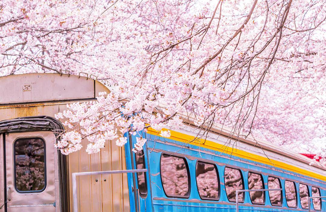 韓國櫻花 慶和火車站已停用良久，大家可以安心地沿著鐵道漫步，邊欣賞櫻花飄散在列車上的唯美景致。