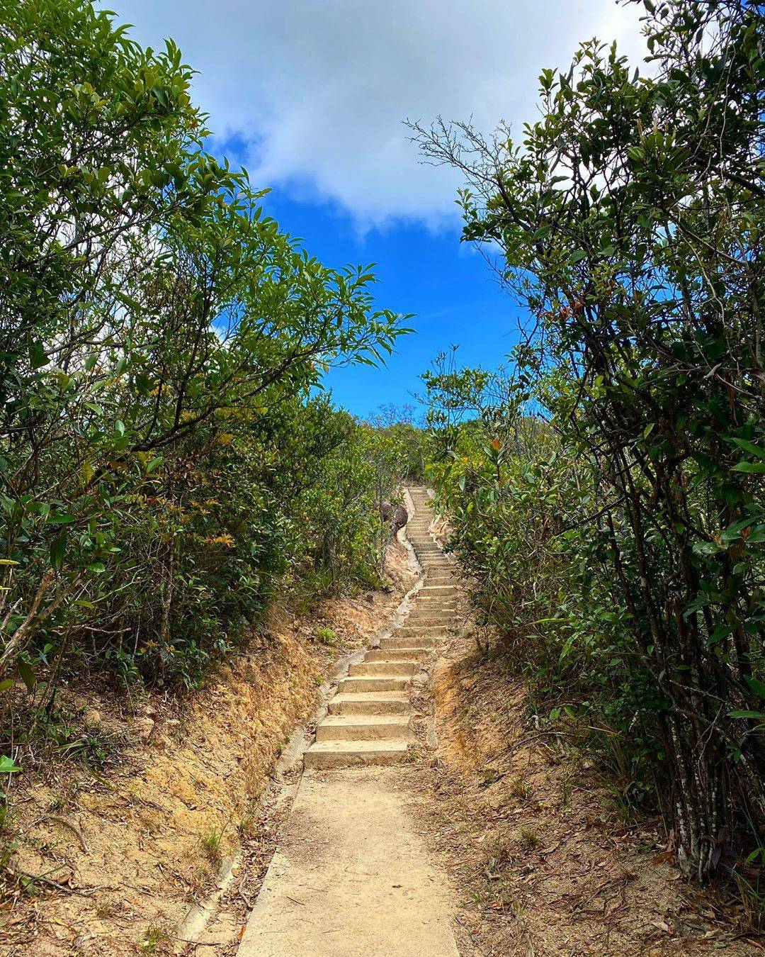 陳偉琪 陳偉琪她所行山時的山路，並指「前路看來有點艱辛，但到山頂就會有美好的風景」