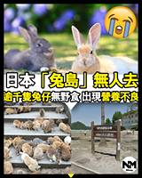 【#時事新聞台】日本兔島無人去 過千隻兔仔無人餵！
 日
