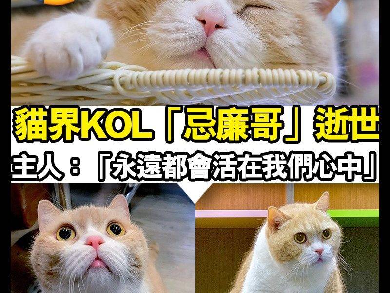 【#時事新聞台】香港貓界KOL「忌廉哥」去彩虹橋了 終年15