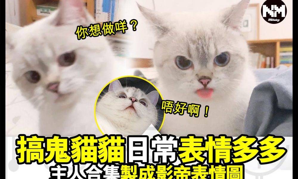 【#時事新聞台】好多貓貓都係戲精嚟，你又見過主子咩表情？分享