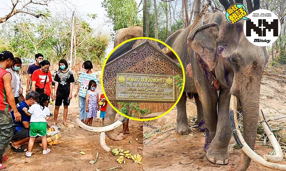 【新冠肺炎】泰國大象餓到皮包骨！主人：冇遊客，哪有錢買嘢俾佢食？