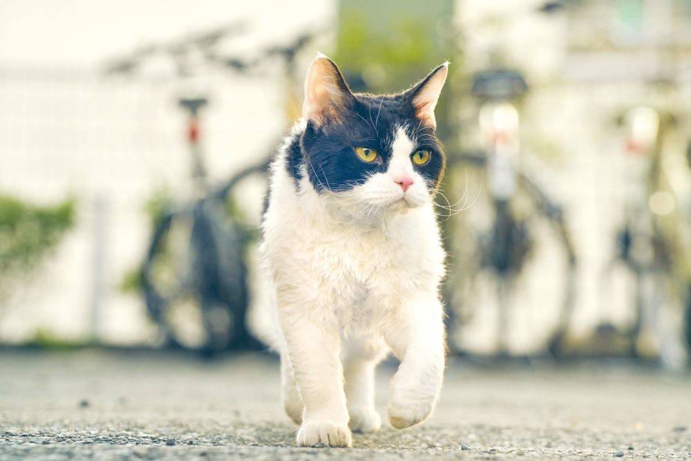 日本為申請世遺成功 狠心捕殺奄美大島3千隻貓貓