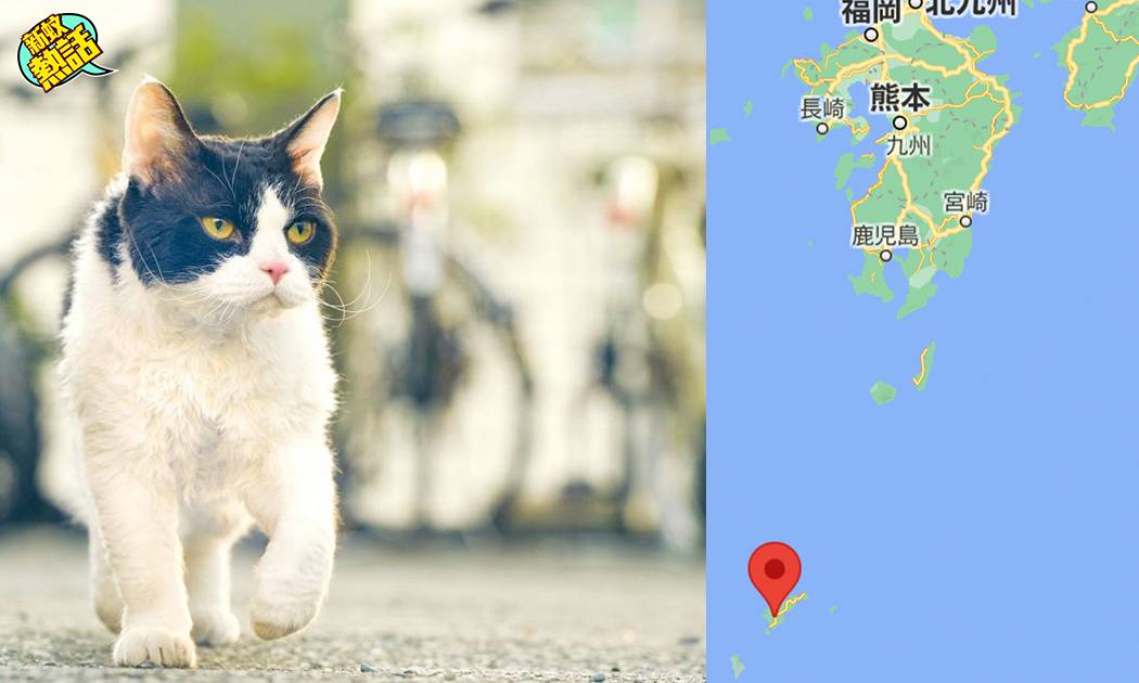 日本為一個原因 狠心捕殺奄美大島3千隻貓貓 熱話 新monday