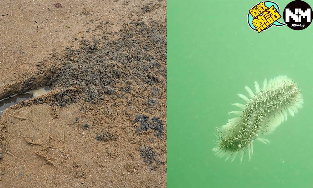 大埔龍尾泳灘變「黑沙灘」 有毒海洋生物湧現 被刺傷恐有致命危險