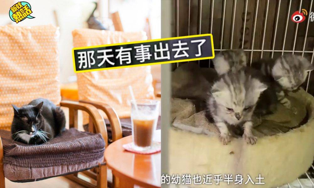 中國貓cafe執笠、30隻貓慘被棄養！半個月後「飄出臭味」被人發現變貓地獄