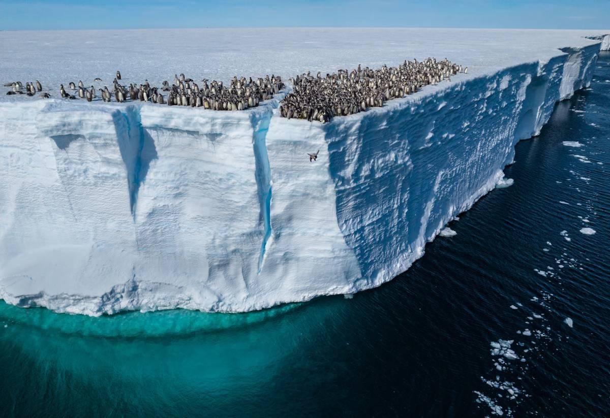 國王小企鵝首次游泳震撼畫面：國家地理頻道將於2025年世界地球日首播