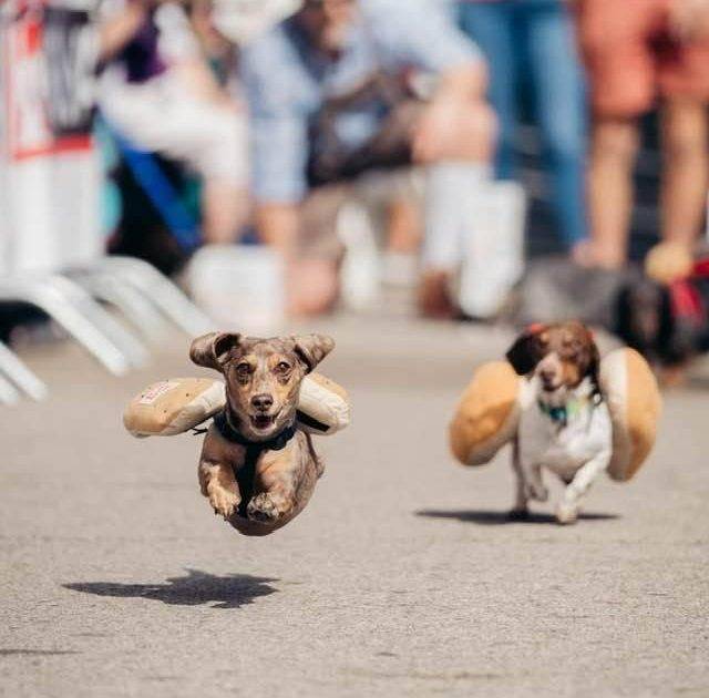 美國俄亥俄州超萌臘腸犬賽跑大會 吸引遊客共襄盛舉