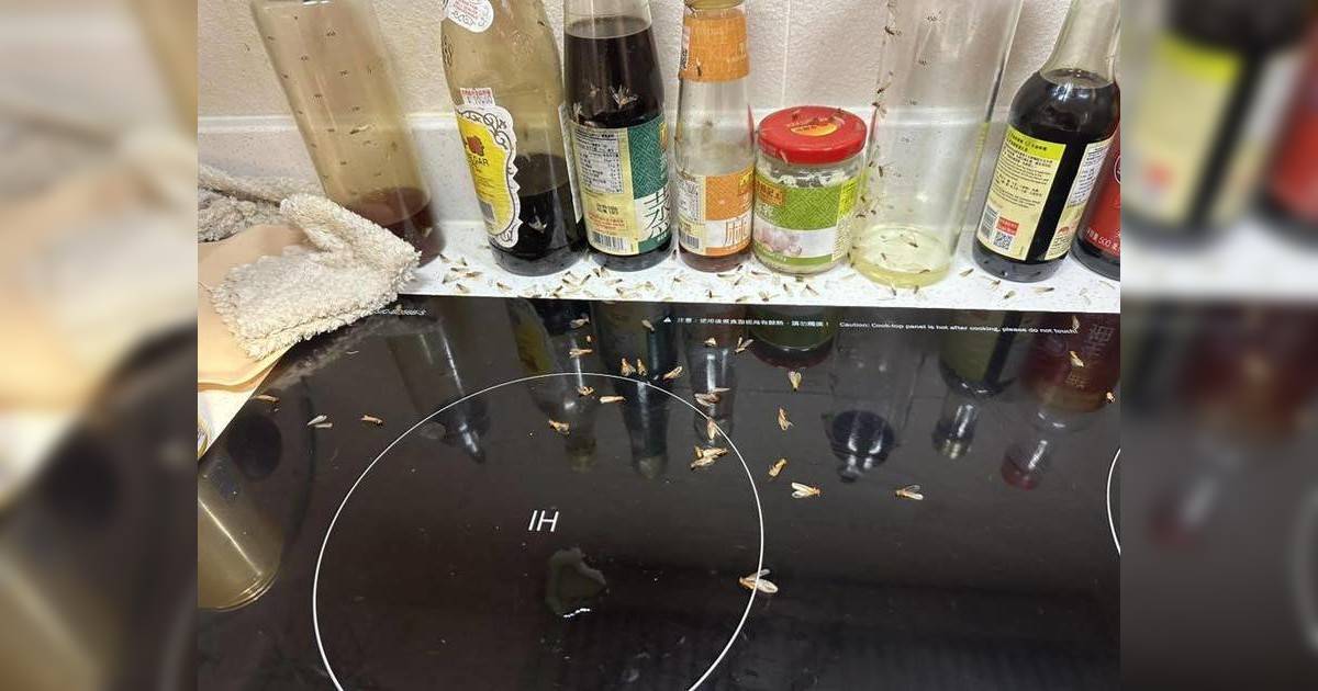 港人旅行5日後回家　驚見大量飛蟻入侵　疑出發前做錯1事