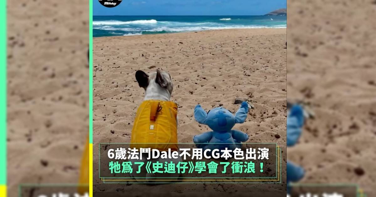 【#頭號粉絲】牠在《史迪仔》裡展現狗狗衝浪神技 6歲法鬥Dale不用CG本色出演！