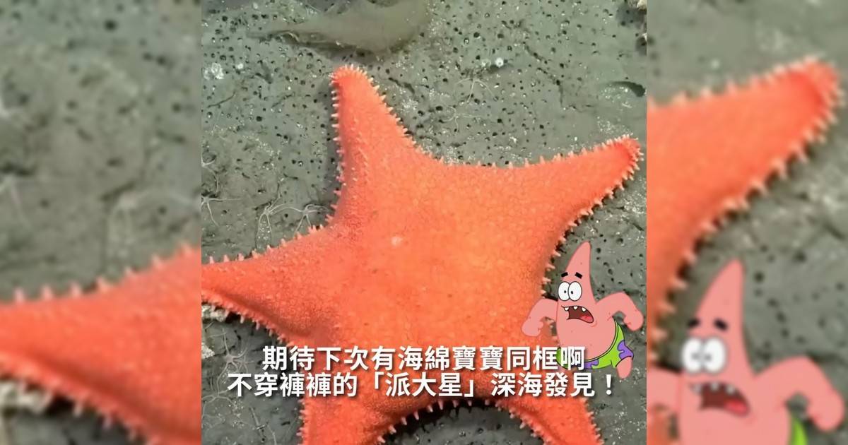 【#頭號粉絲】不穿褲褲「派大星」深海發見！ 期待下次有海綿寶寶同框啊