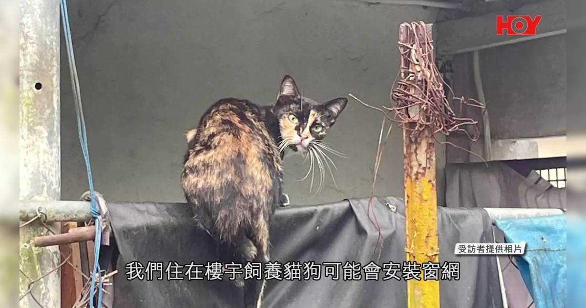 粉嶺北村落清拆｜數百貓狗慘變孤兒！義工揭心酸真相：忠犬每日原地等主人