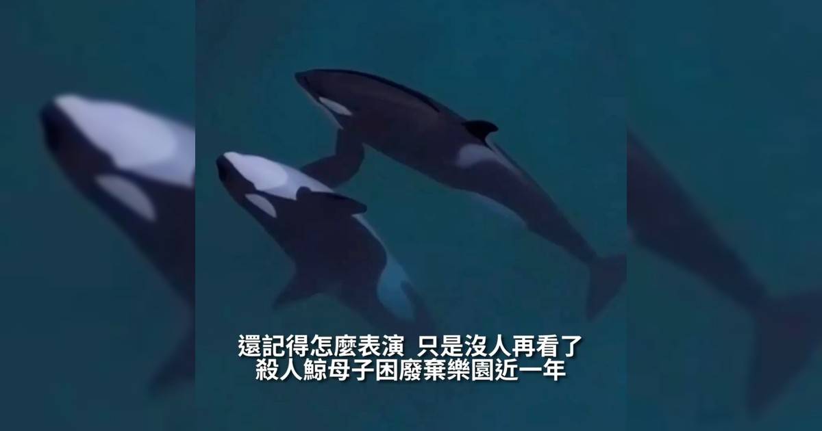 【#新蚊熱話】在法國南部「安提布海洋世界」（Marineland Antibes）兩隻虎鯨母子分別是23歲母鯨「維琪」（Wikie）與11歲兒子「凱喬」（Keijo）牠們已被困在腐臭池水中近一年直到一架無人機飛過牠們竟開始旋轉、跳躍彷彿在重演記憶中表演動作向世界發出無聲求救訊號