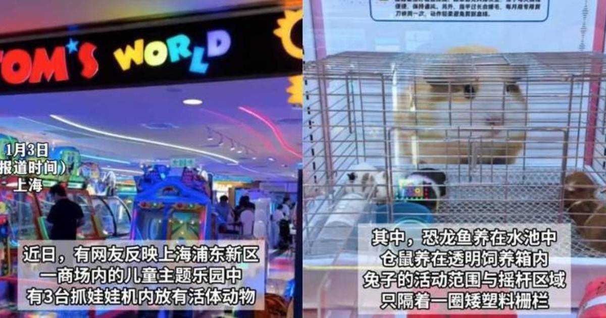 上海夾公仔機驚現活體動物｜倉鼠兔子被困機內 網民轟爆結局如此？
