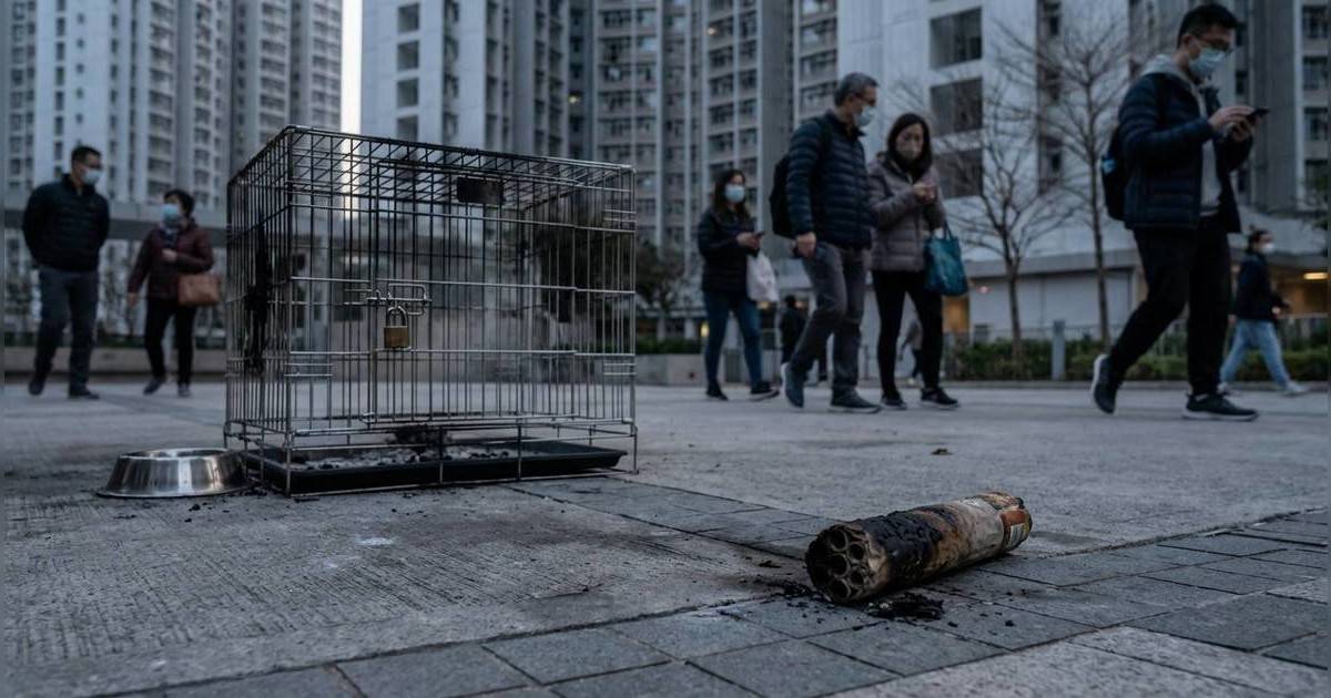 7歲西摩犬慘遭活活燒死！｜兩男童玩煙火釀禍 家長提1要求激嬲狗主 網民怒轟：根本係虐殺