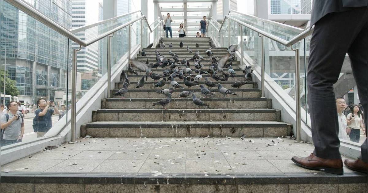 中環惡鴿兵團殺到！｜幾十隻野鴿霸實天橋樓梯開餐 途人嚇到唔敢行驚爆衛生災難？