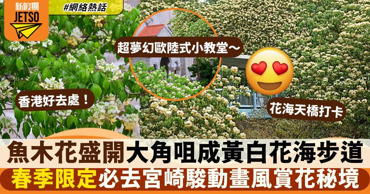 魚木花2026｜黃白魚木花盛開成打卡熱點！大角咀鬧市現宮崎駿動畫風花海