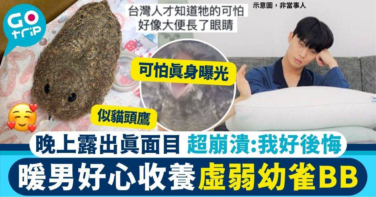 暖男好心收留可愛神秘雀B　幼鳥晚上露出真面目　網民：沒有台灣人不知道