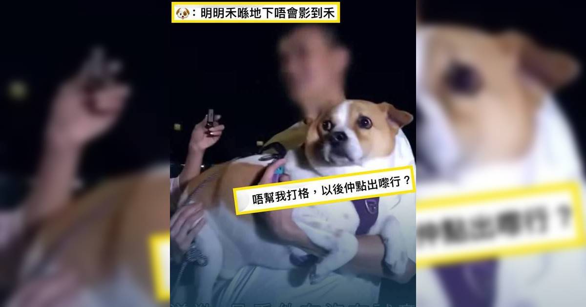 東張西望｜特糞員愛犬「零打格」惹熱議 網民爆笑同情 更因一事大激辯