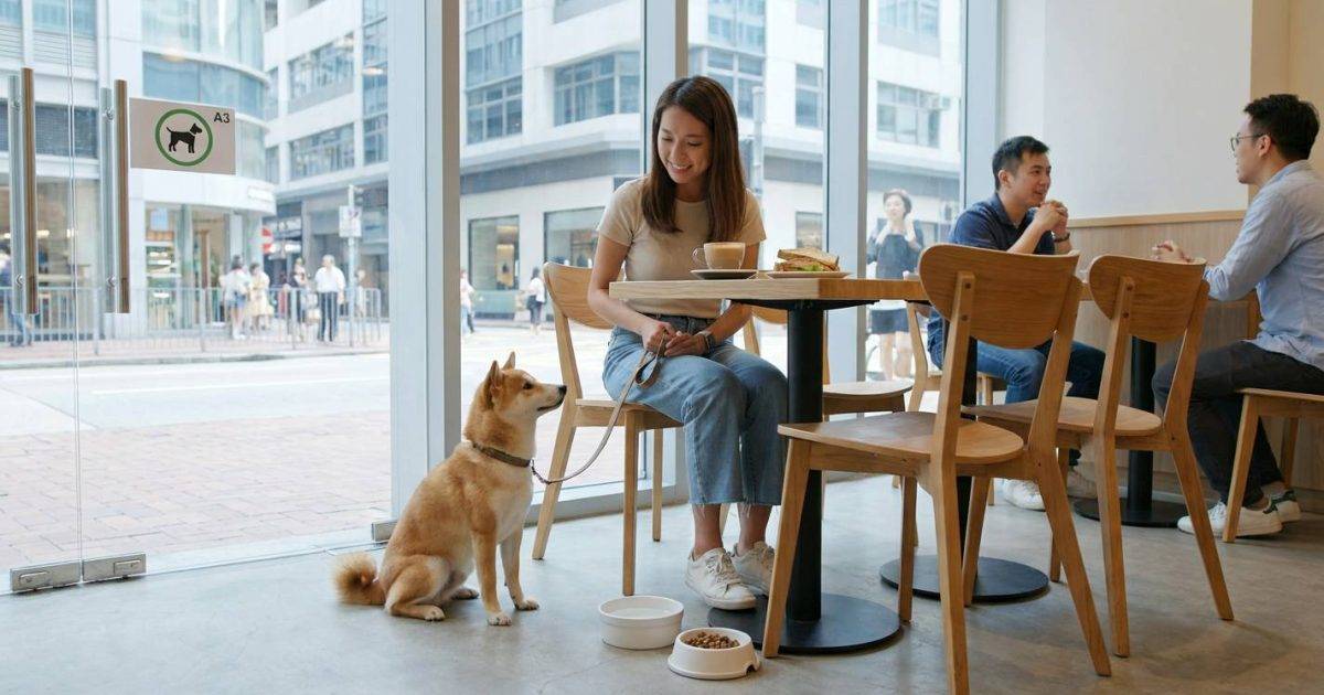 狗主福音！明日起可帶愛犬入餐廳｜麥當勞都有份？4大辣招違者即罰$10,000