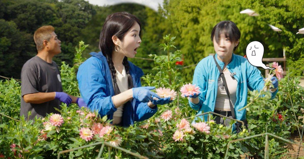 跳祭少女｜Sica陳海寧日本農場闖禍又開唱 日本職人廣東話神回覆成焦點